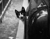 Самые известные автоприметы и суеверия